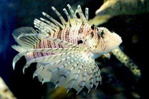 水中のミノカサゴ