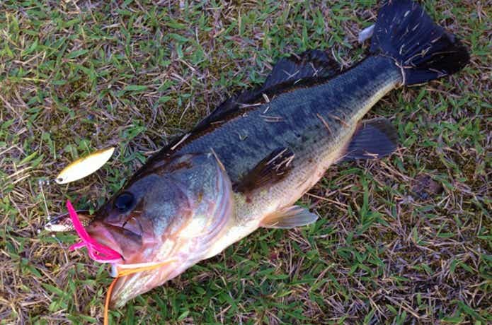 スピナーベイトで釣れたバス