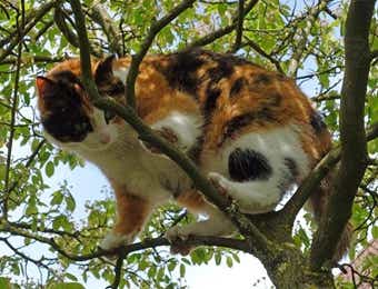木の上の猫
