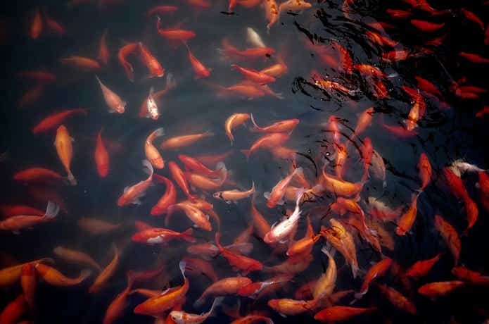 金魚