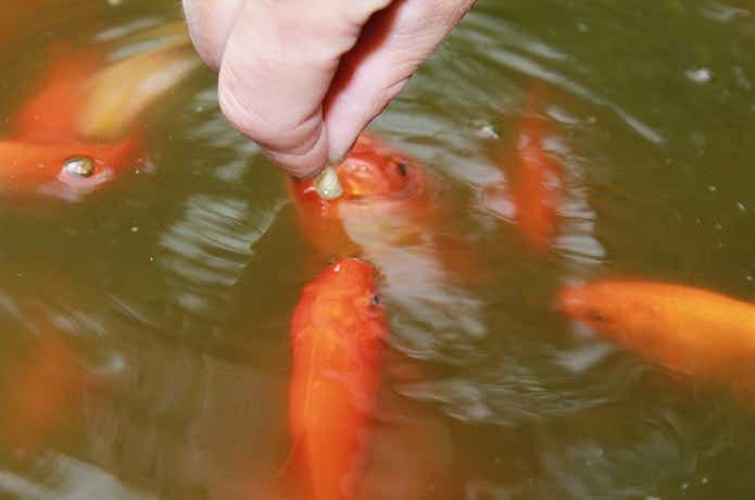 金魚