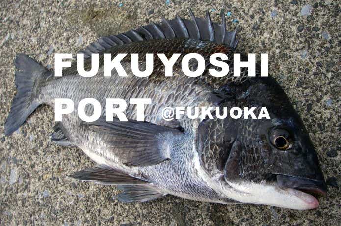 福吉漁港で釣り