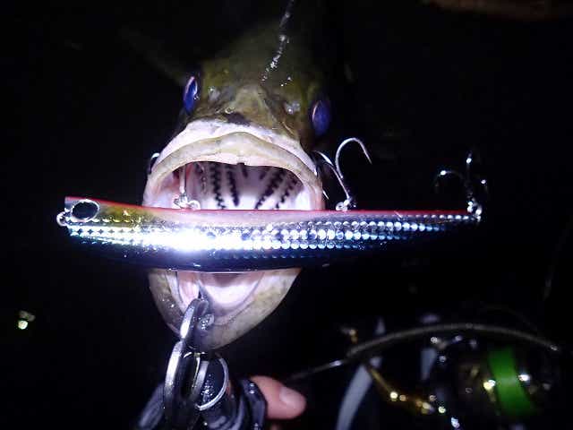 タイドミノーで釣れたシーバス