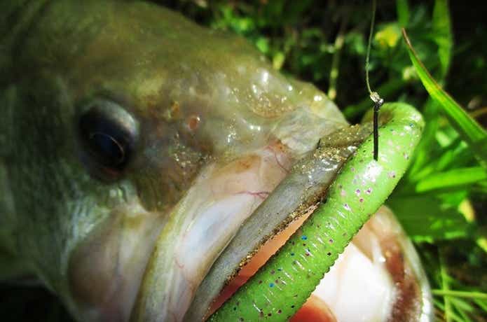 リューギのフックで釣りの画像