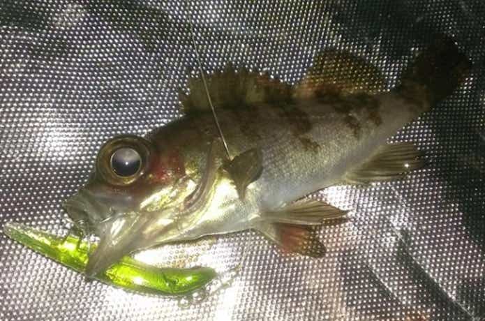 メバルをダートマジックで釣る
