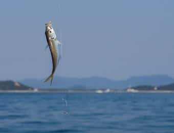 サビキ釣り