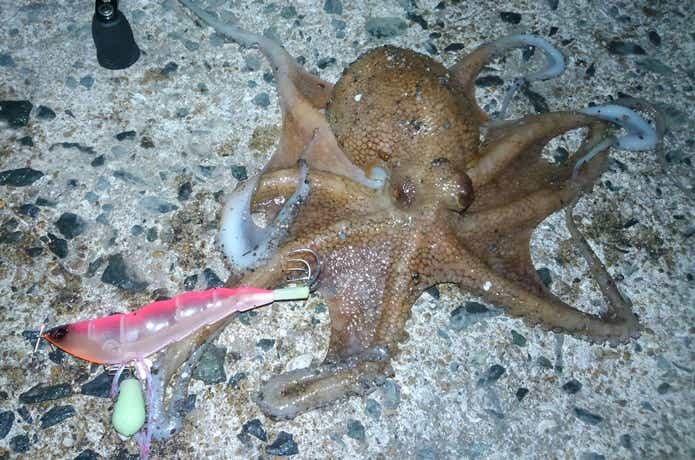 タコやんで釣ったタコ