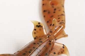 キジハタグラブのボディの画像