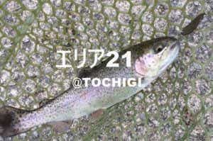 トラウト