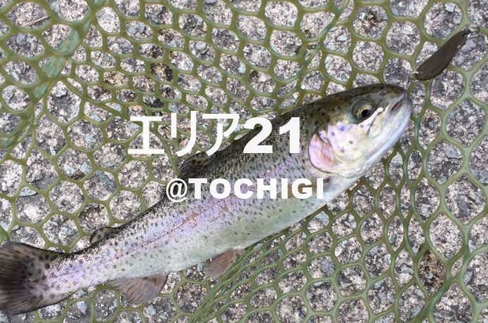 トラウト