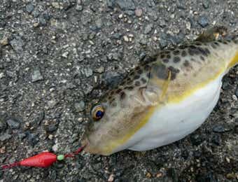 釣れたフグ