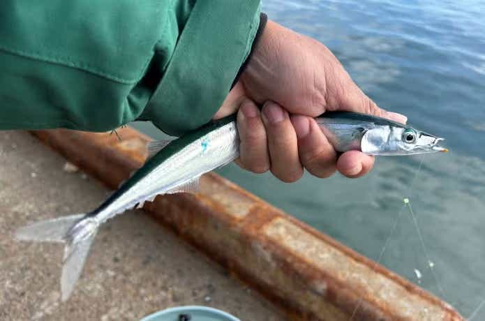 サンマ釣りは究極の情報戦！じつはルアーでも釣れて引きは強烈