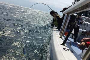 ジギングで釣れたイナダ