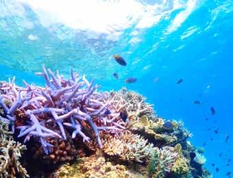 サンゴ礁