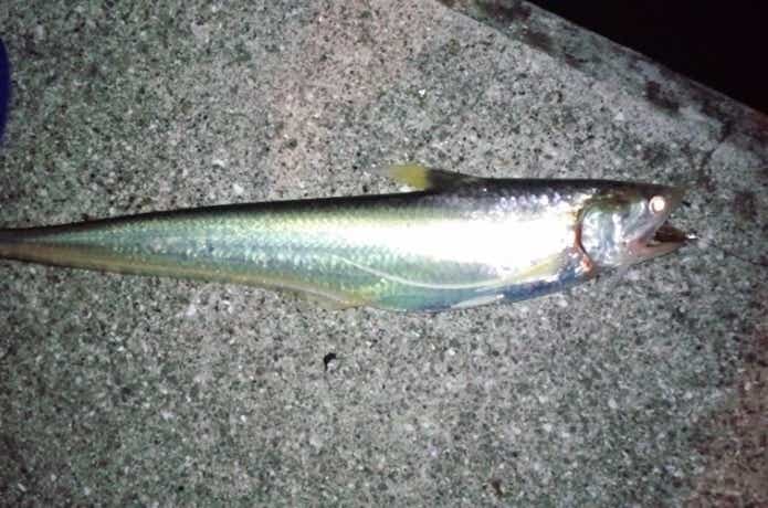 釣られたエツ