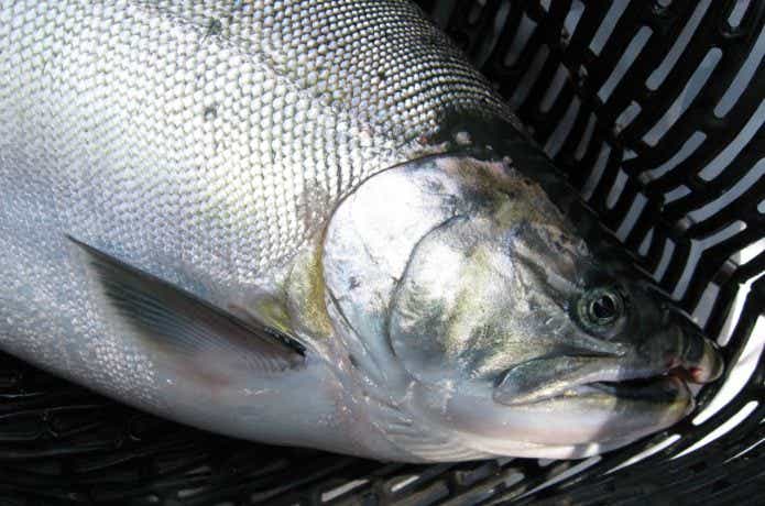 サツキマスを釣るには生態・習性を攻略せよ！ 釣るためのコツと