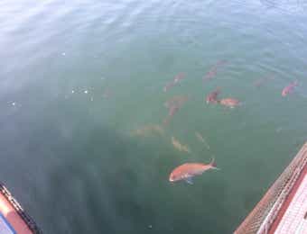 海上釣り堀