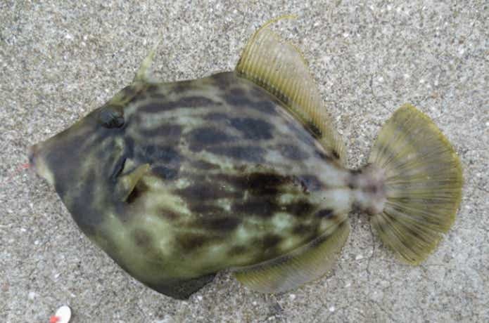 tomiai20141021170140