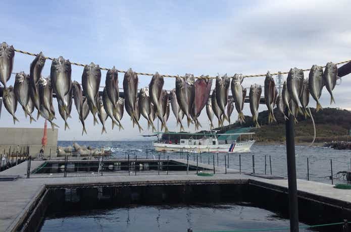 海上釣り堀オーパのシマアジ