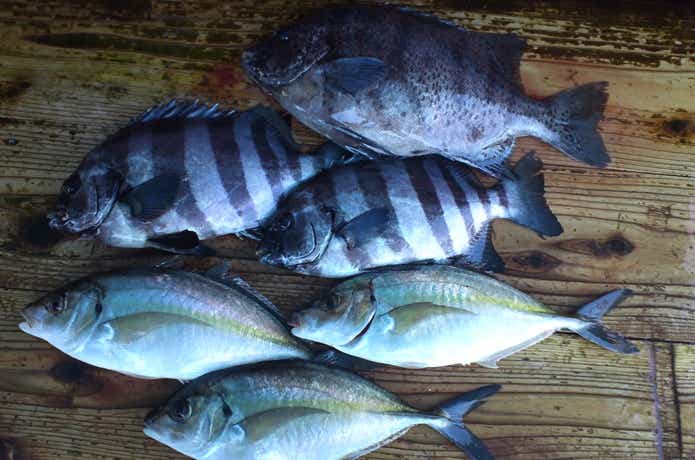 海上釣り堀オーパーの豊富な魚種