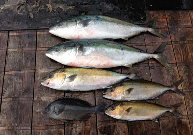 海上釣り堀オーパの釣果
