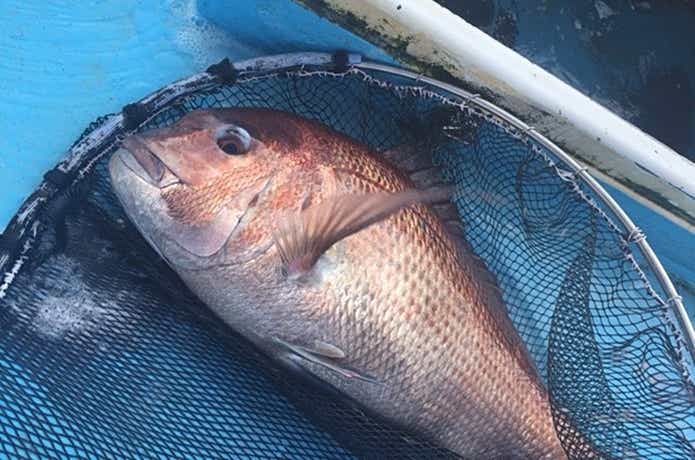 海上釣り堀オーパの鯛