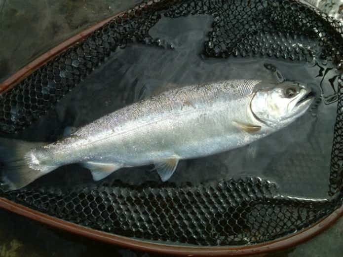 サツキマスを釣るには生態・習性を攻略せよ！ 釣るためのコツと