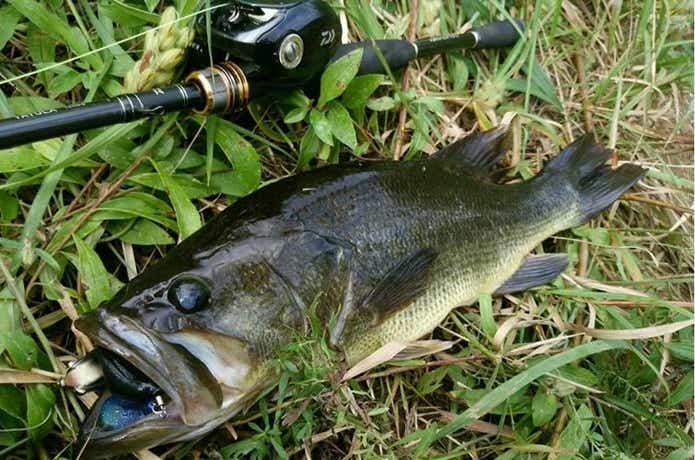 バス釣りフロッグの画像