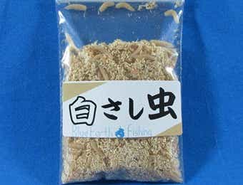 白サシ