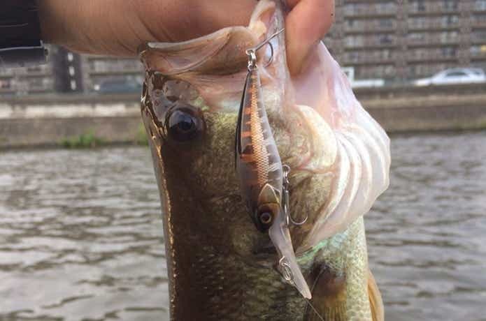 ディービルシャッドで釣ったバス