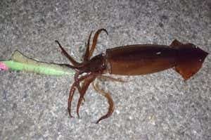 スルメイカ　釣り