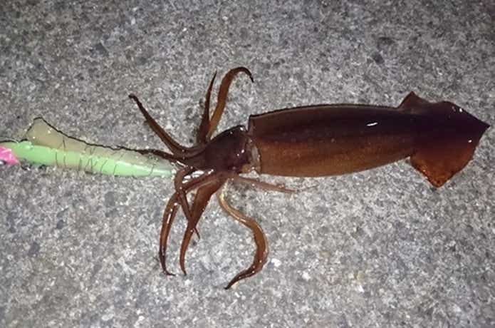 スルメイカ　釣り