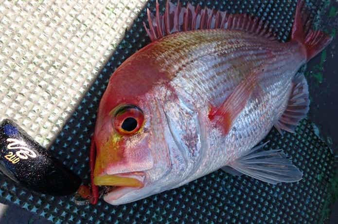 キダイが釣れた