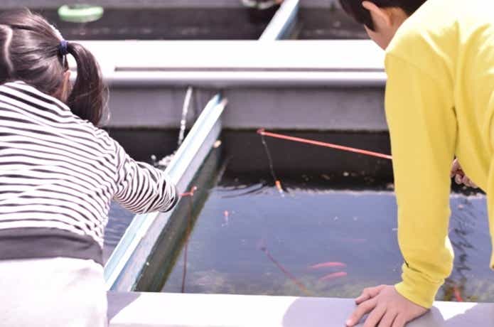 金魚釣りをする子供