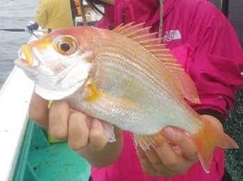 釣れたキダイの画像