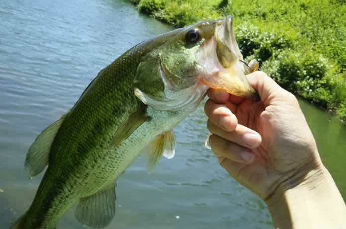 弥栄ダムのバス釣りの画像