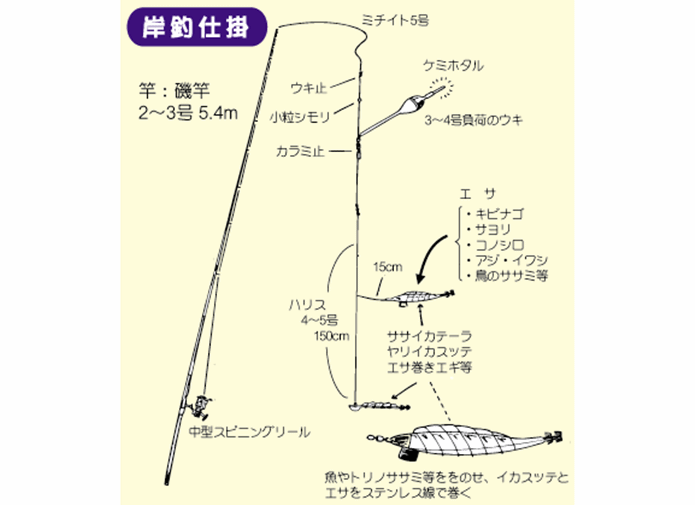 スルメイカの釣り方を解説！仕掛けと釣れる時期、岸からも狙える？ | TSURI HACK[釣りハック]