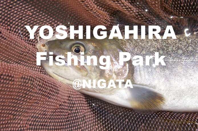 吉ヶ平フィッシングパークのイワナ