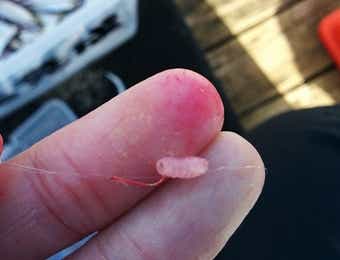 ワカサギ釣りの餌の付け方