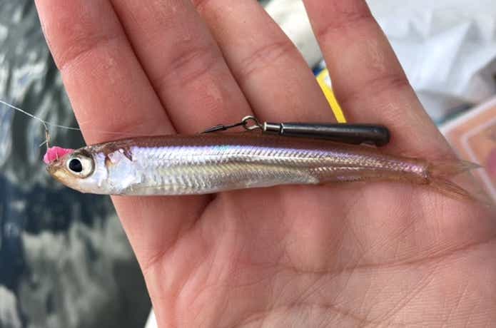釣り上げたワカサギの画像