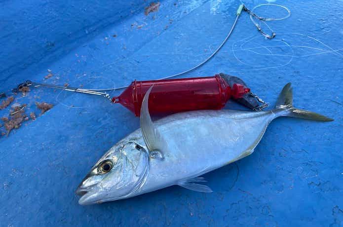 シマアジ釣りの仕掛け