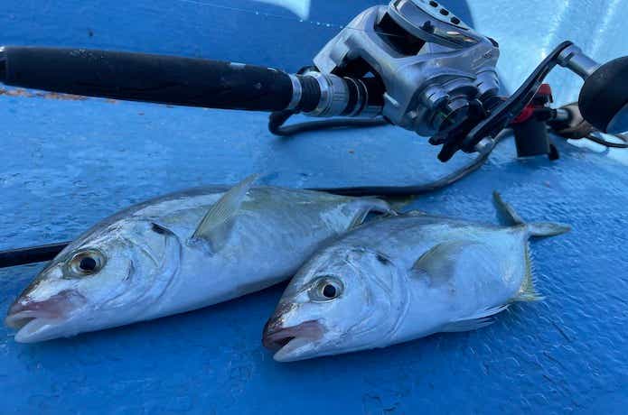 絶品シマアジを釣ってみた！世界で一番バラシしやすい魚です | TSURI