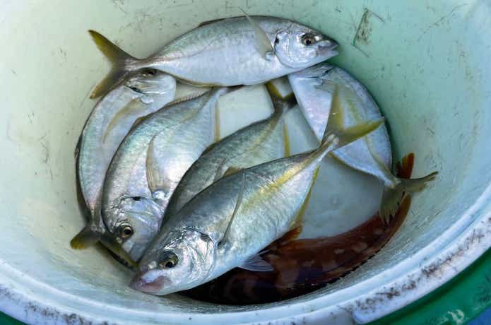 シマアジの釣果
