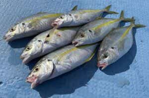 シマアジ釣り