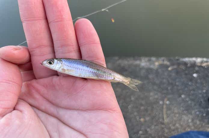 琵琶湖固有の小型魚】「ホンモロコ」って美味しいの？ – ニュース