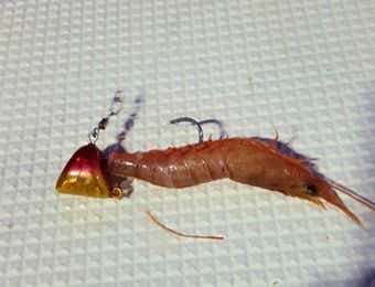 テンヤで使うエビ餌