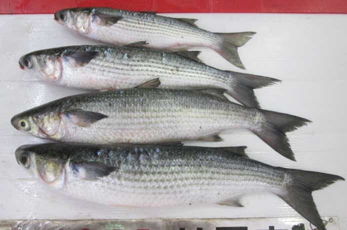 釣り