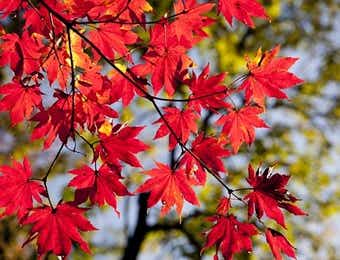 紅葉