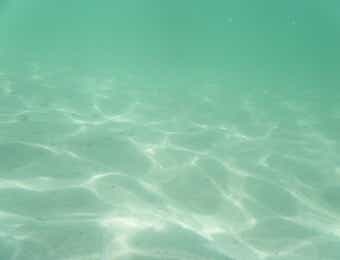 砂地の海底