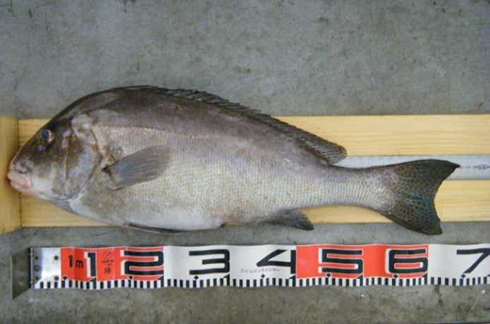 釣れたコロダイ